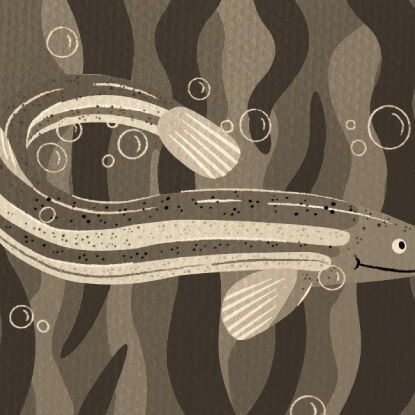 Auf dem Bild ist der Klimaverlierer Schlammpeitzger in Sepa zu erkennen.