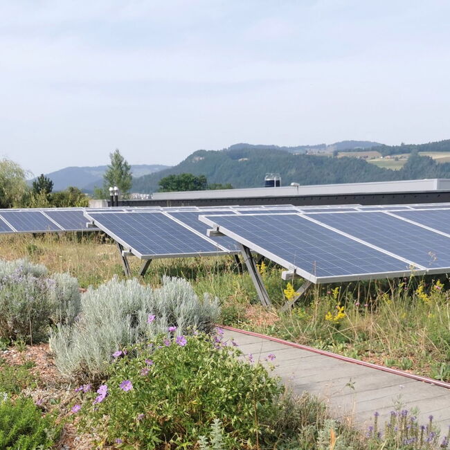 Dachbegrünung mit Solarplatten auf dem Flachdach