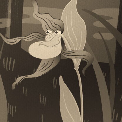 Auf dem Bild ist der Klimaverlierer Frauenschuh in Sepa zu erkennen.