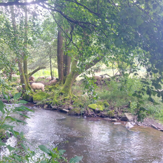 Bachlauf mit angrenzender Wiese und Schafbeweidung