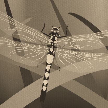 Auf dem Bild ist der Klimaverlierer Moosjungfer in Sepa zu erkennen.