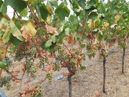 Foto Weinreben mit Trauben