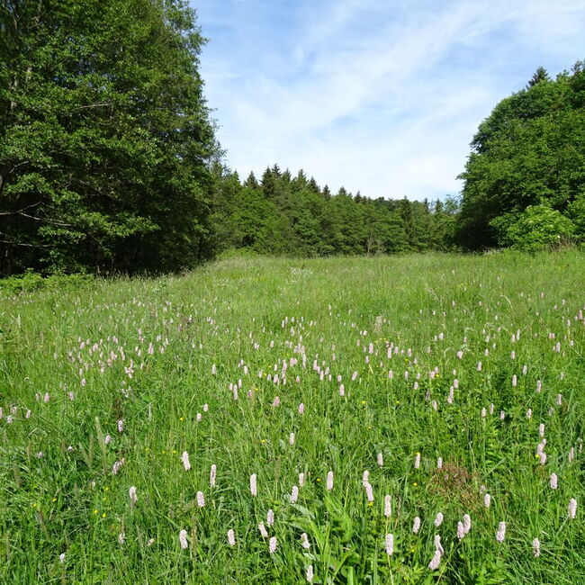 Waldwiese mit Schlangen-Knöterich
