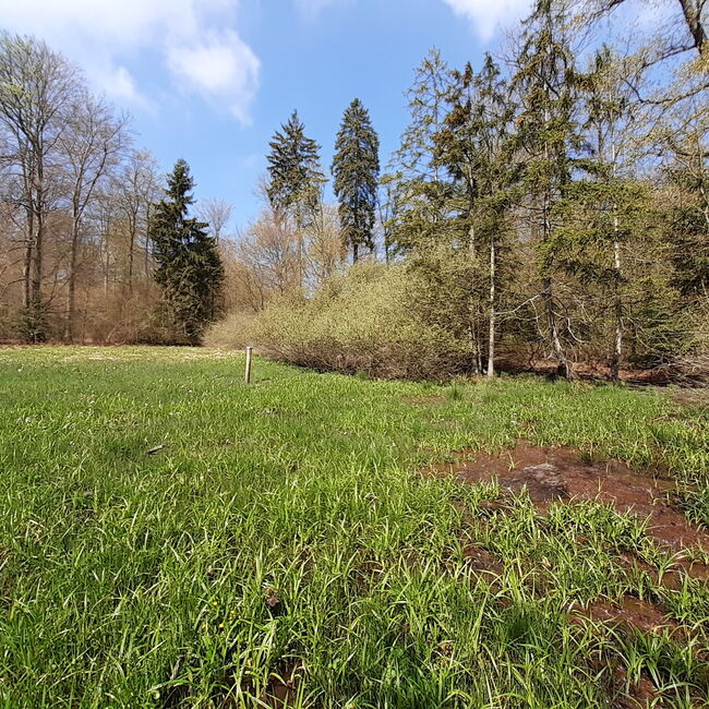 Renaturiertes Niedermoor mit angrenzenden Gehölzen