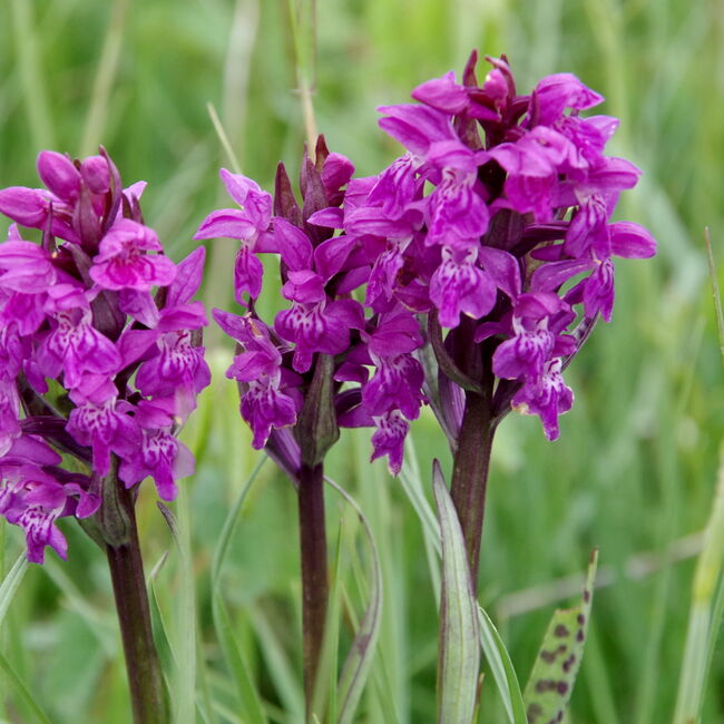 Nahaufnahme vom Breitblättrigen Knabenkraut