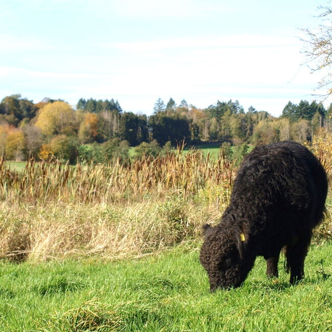 Galloway Bulle grast auf Niedermoorwiese mit Röhrichtsaum und Walsstrukturen im Hintergrund