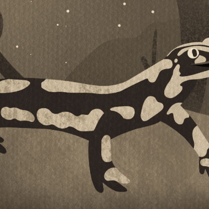 Auf dem Bild ist der Klimaverlierer Feuersalamander in Sepa zu erkennen.