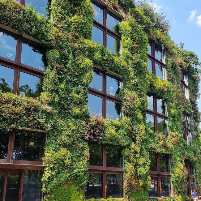 Auf dem Bild ist ein Haus mit eine schönen und breitflächigen Fassadenbegrünung zu erkennen.