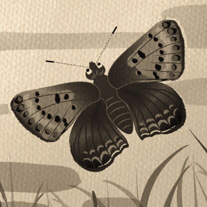 Auf dem Bild ist der Klimaverlierer Feuerfalter in Sepa zu erkennen.